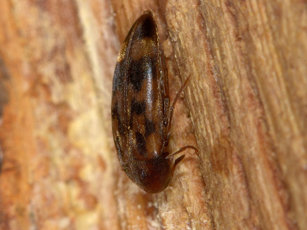 Orchesia undulata (Melandryidae)